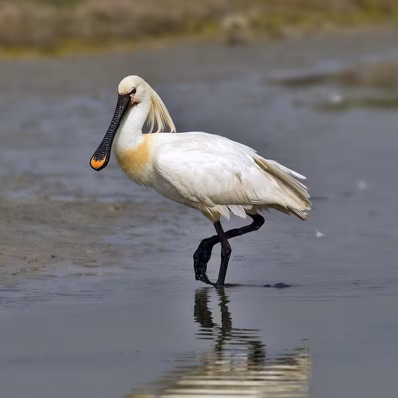 Eurasian spoonbill wading in shallow water, ideal for wetland birdwatching experiences.