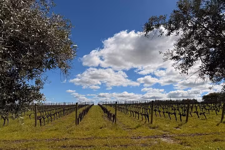 Stroll through lush Alentejo vineyards under a blue sky on the Évora Uncovered Private Tour of Cork Culture and Wines.