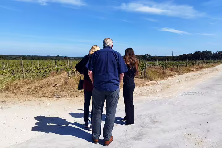 Tourists enjoy a scenic walk through Alentejo vineyards on a sunny day during the Private Full Day Évora Wine Tour from Lisbon.