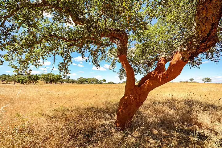 Scenic view of a sunlit cork oak tree in a golden field near Évora, perfect for a private full-day tour from Lisbon.