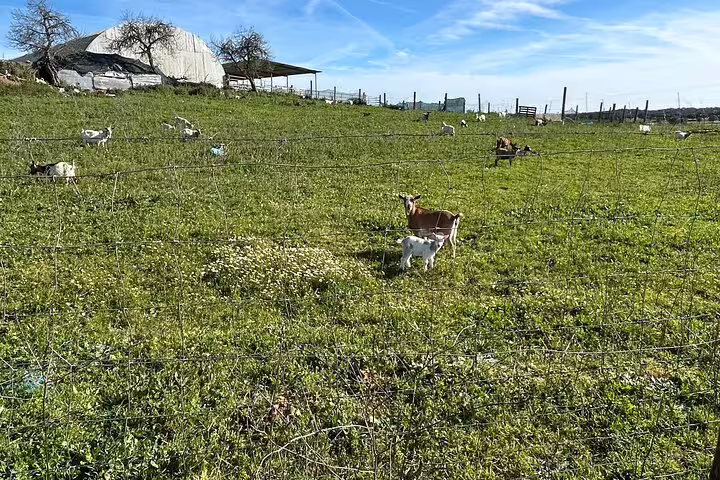 Scenic view of goats grazing in a lush green field near Évora, perfect for a countryside bike tour adventure.
