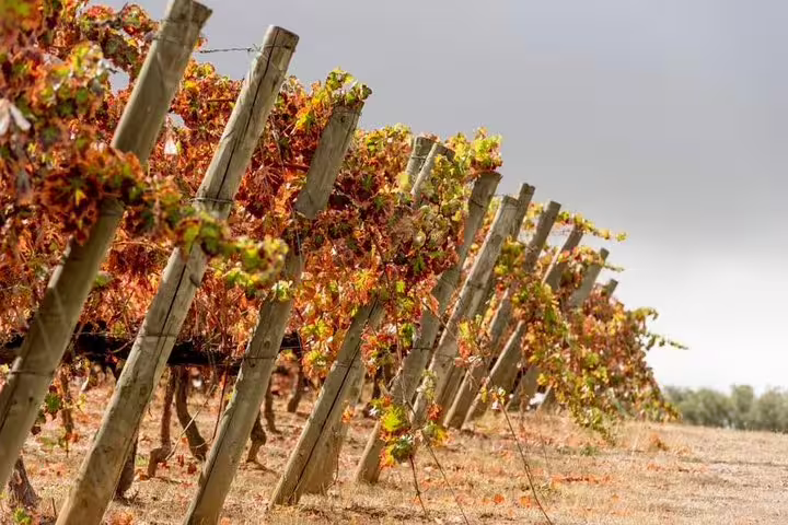 Vineyard in autumn near Évora, showcasing vibrant grapevines on a private tour from Lisbon, perfect for wine enthusiasts.