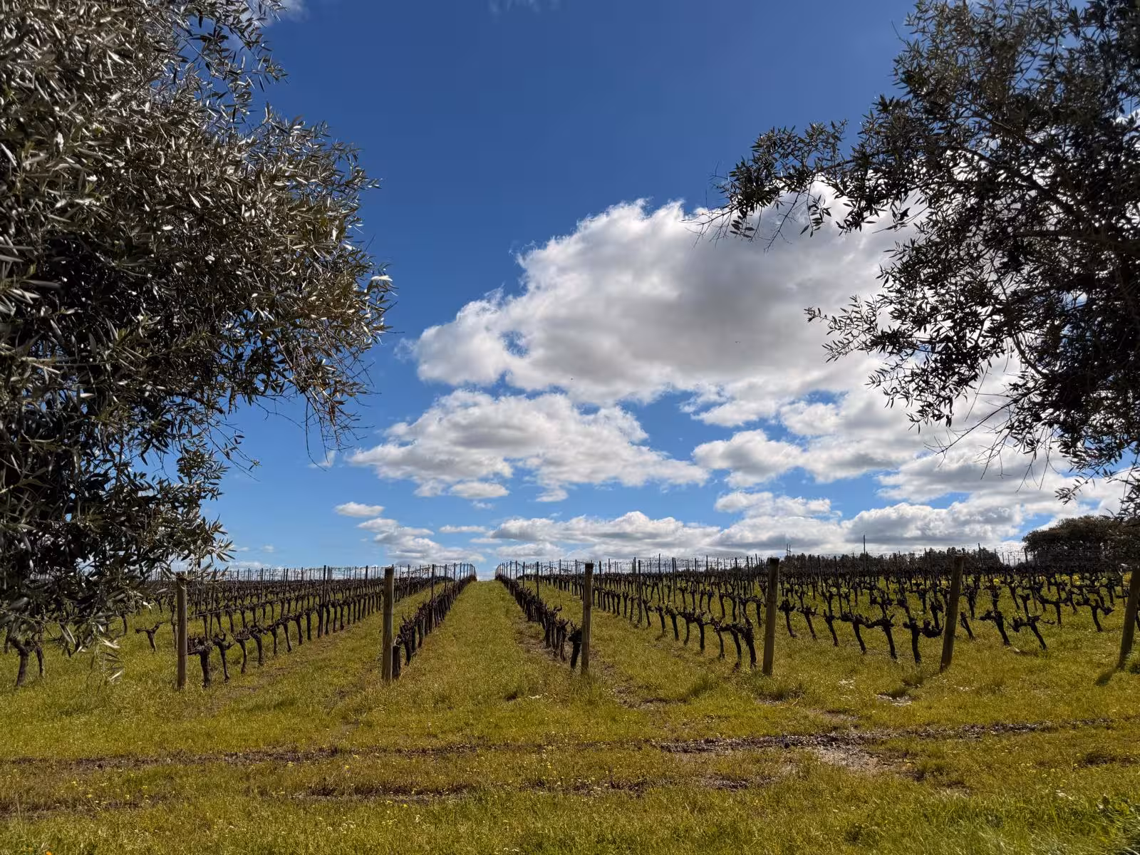 Experience Évora's picturesque vineyards under a bright blue sky, perfect for wine enthusiasts and nature lovers.