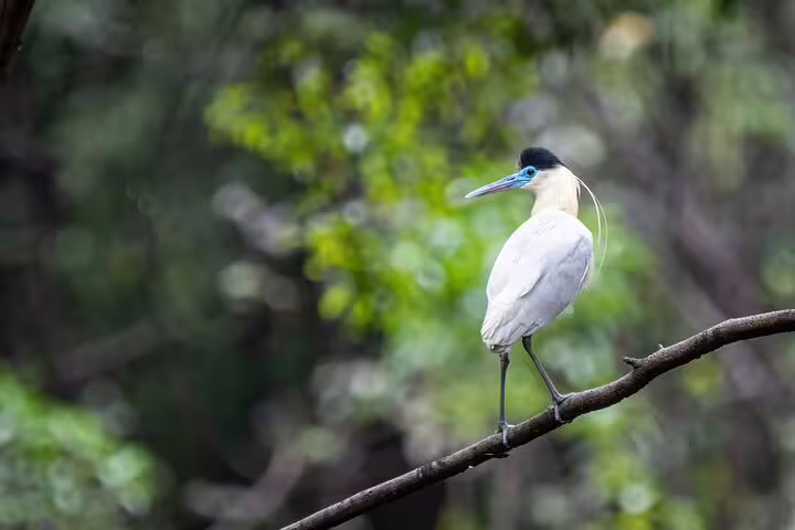 Exotic bird perched on a branch in lush Amazon rainforest near Amanã Lake, perfect for wildlife enthusiasts.