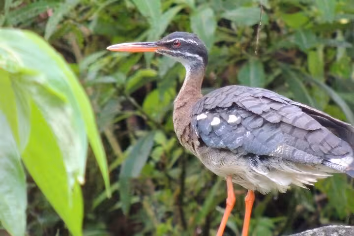 Exotic bird with striking plumage and bright legs observed on the Wildlife Safari Boat Tenorio in its natural habitat.