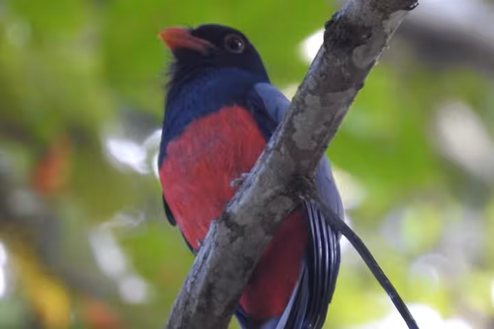 Exotic bird with striking colors perched on a branch, a highlight for a private half-day bird watching tour.