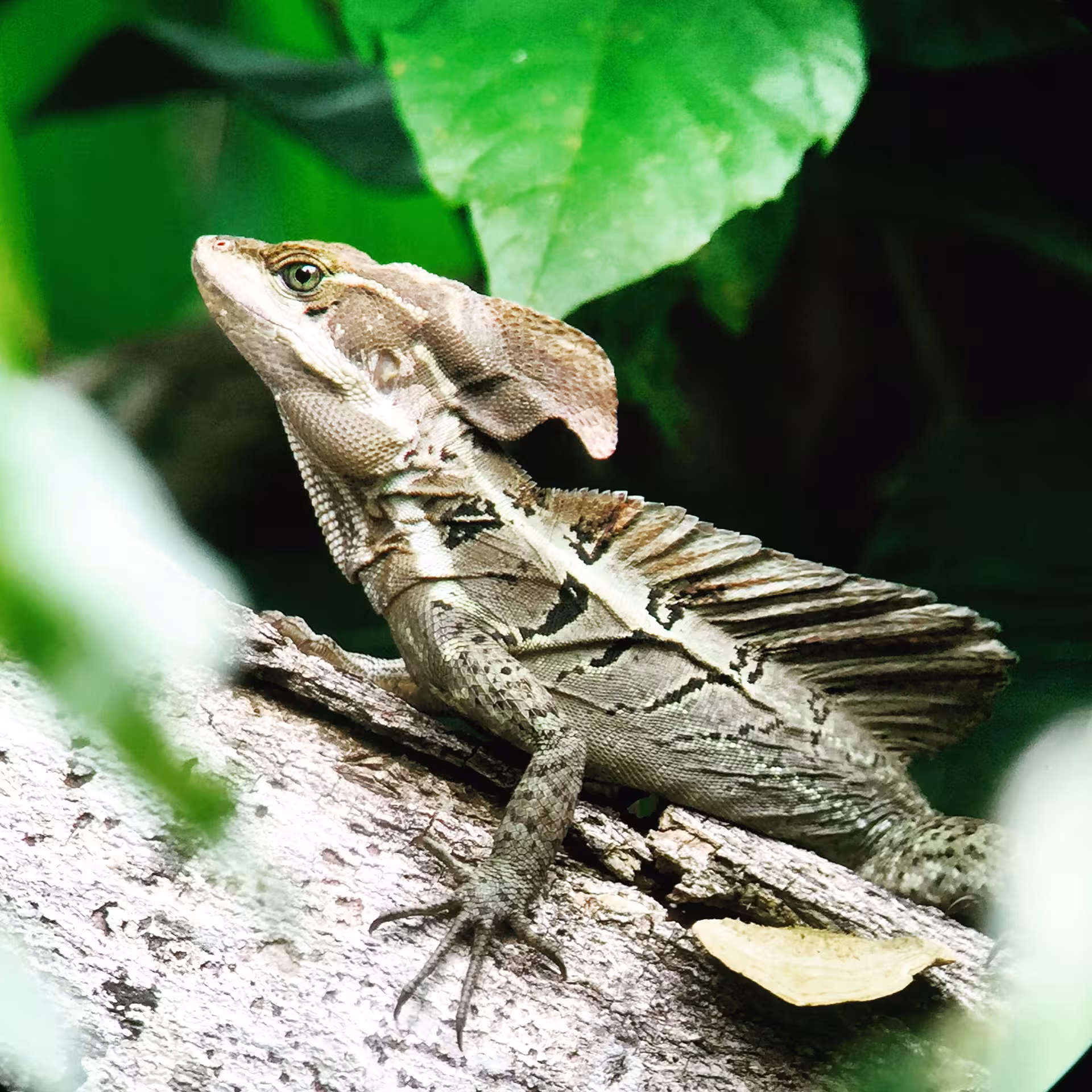 Exotic lizard perched on a tree branch surrounded by greenery in Rainmaker Park, showcased in the Manuel Antonio tour.