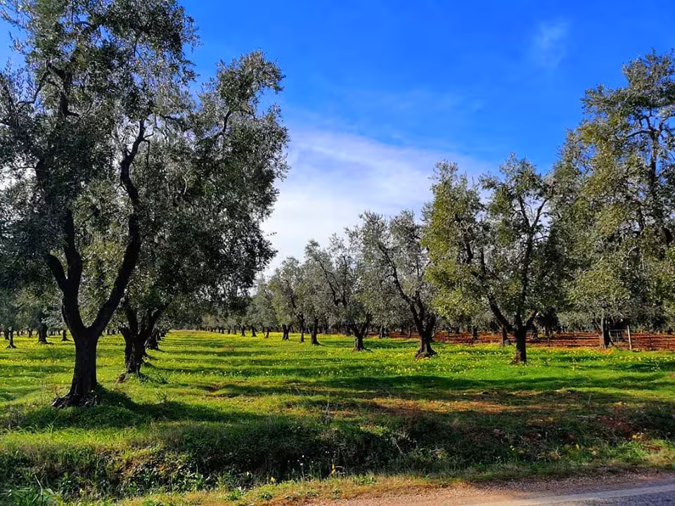 Vibrant olive grove under a clear blue sky, showcasing the origin of extra virgin olive oil on this scenic tour.