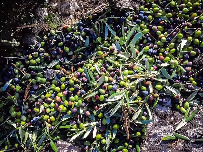 Freshly harvested green and black olives ready for pressing during the extra virgin olive oil discovery tour.