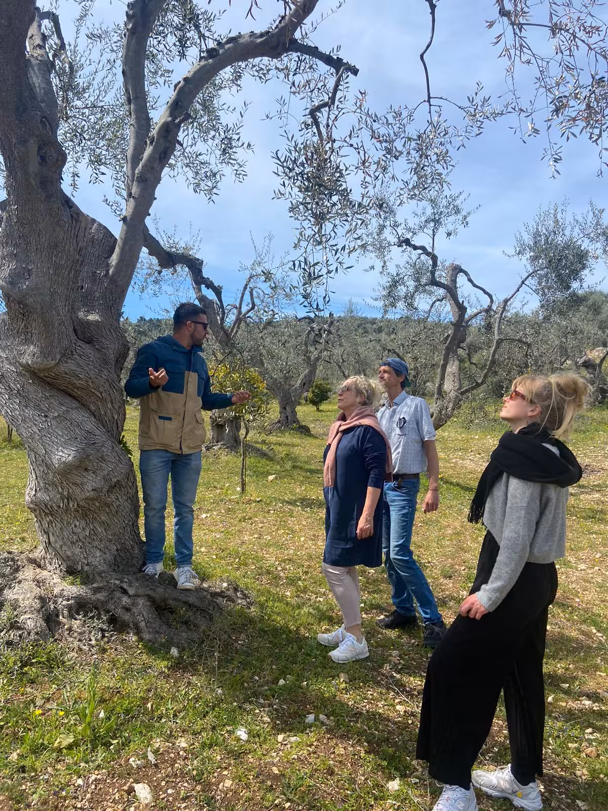 Tour guide explaining olive tree cultivation to visitors in a Mediterranean olive orchard.