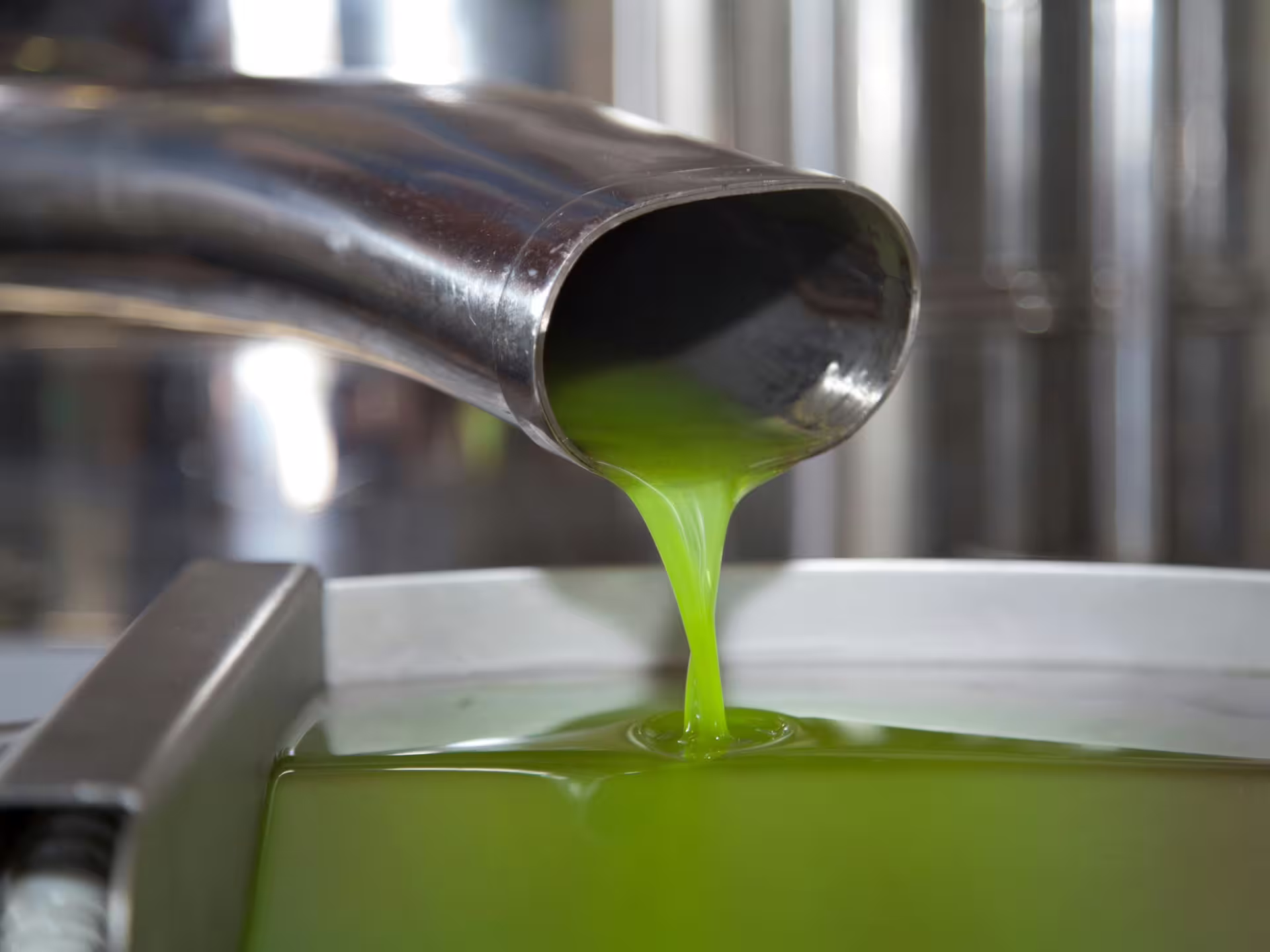 Fresh extra virgin olive oil flowing from press during Verona countryside olive mill tour and tasting