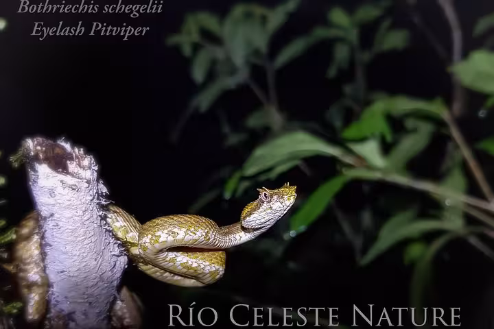 Eyelash pit viper poised on a branch, captured during the Rio Celeste Nature Night Walk.