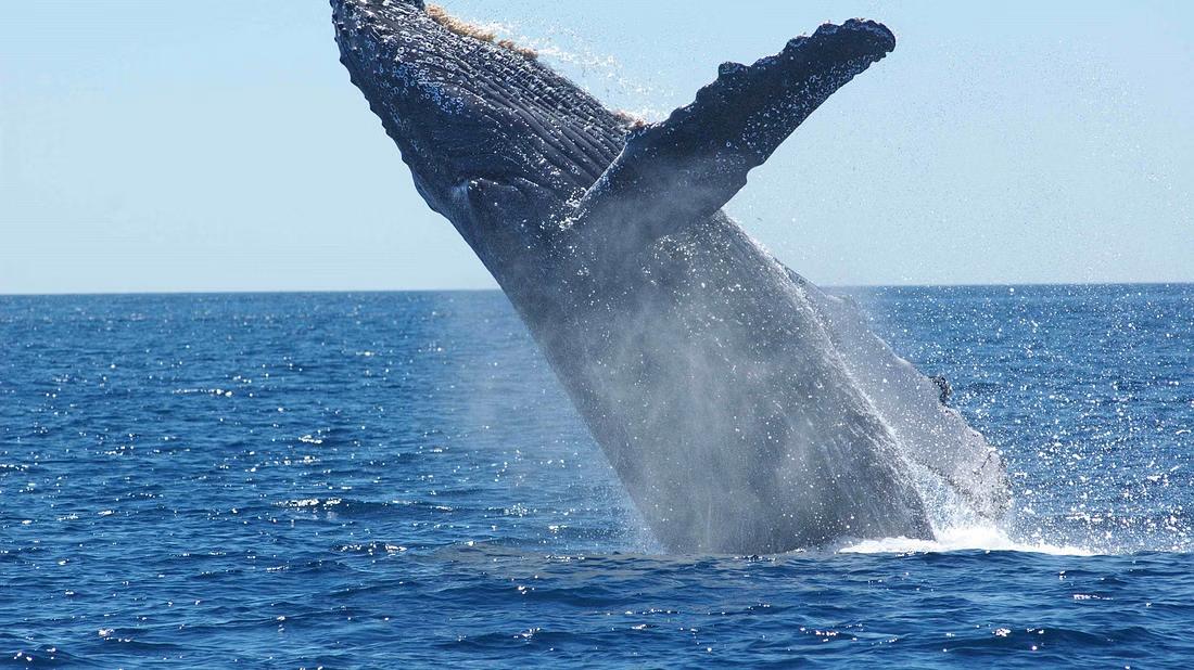 A massive whale leaping out of the ocean
