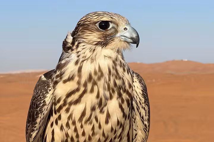 Falcon close-up in Ras Al Khaimah desert during safari tour, traditional UAE falconry experience