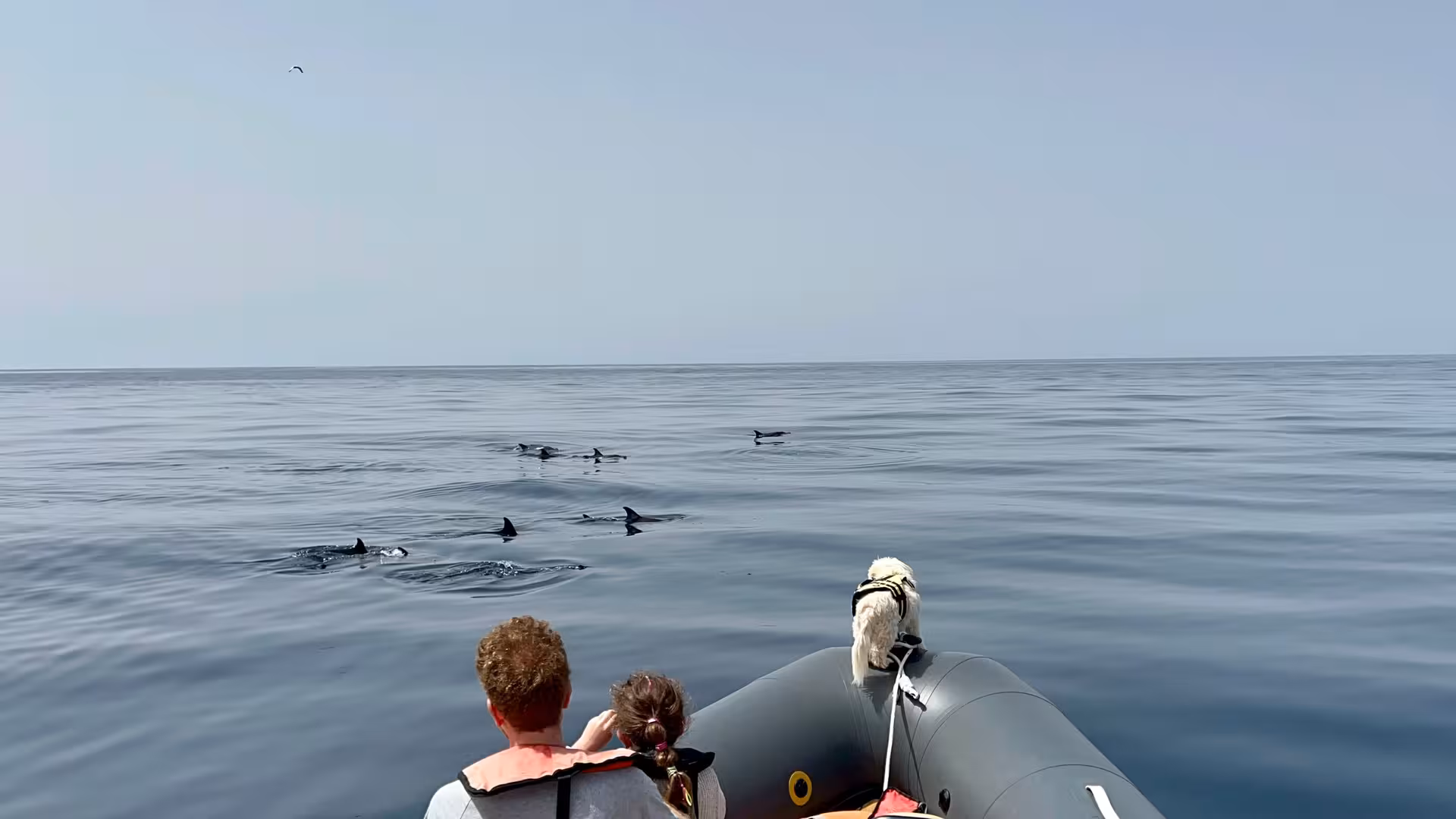 Family and dog watch a pod of dolphins from a RIB boat on a peaceful NEW Dolphins & Ponta da Piedade cruise