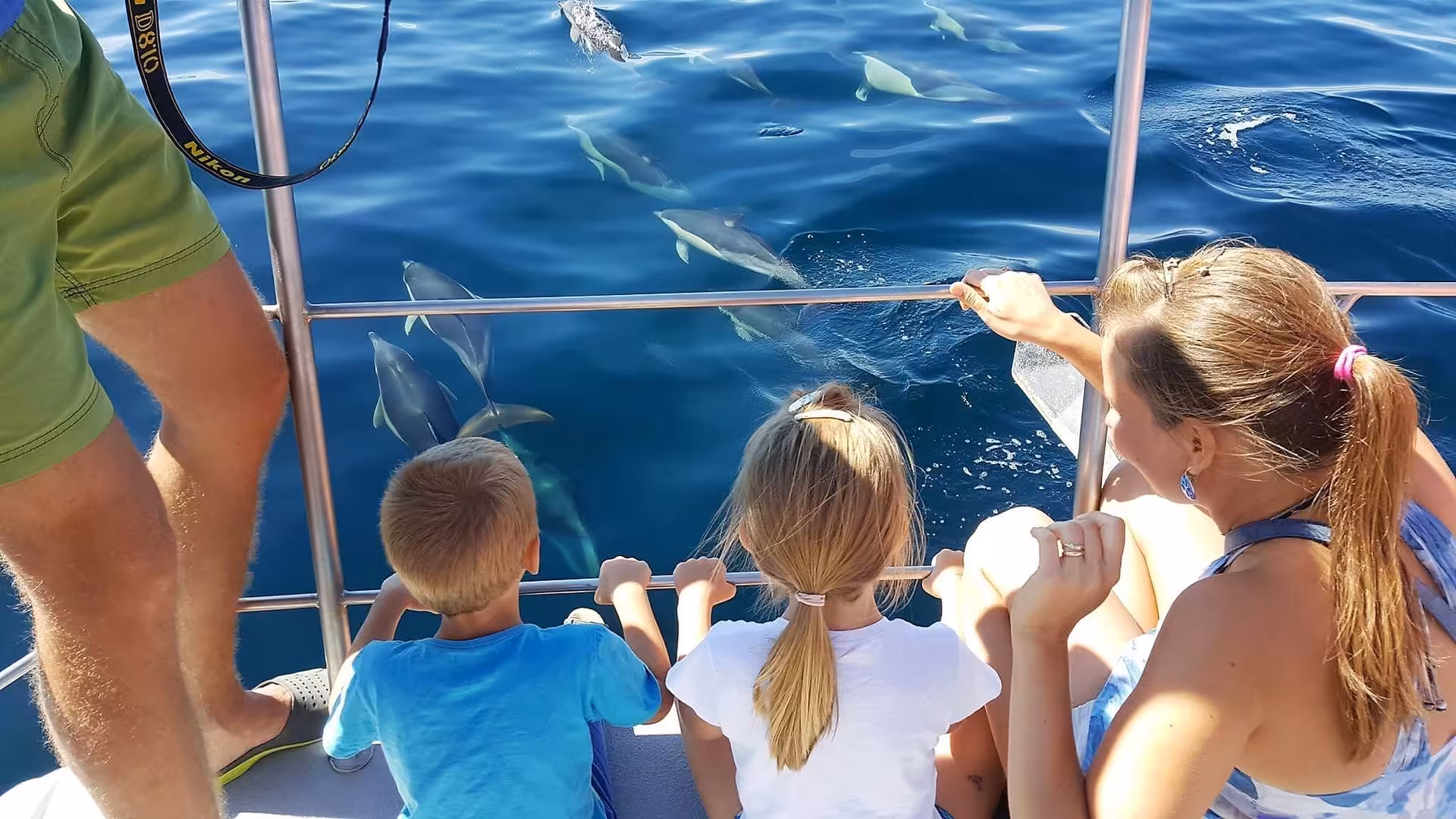 Family watching a pod of dolphins swimming alongside a catamaran on an exciting dolphin watching boat tour.