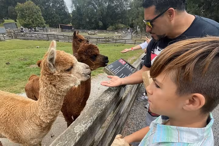 Family feeding alpacas at Sheep World farm, offering interactive animal encounters during the Auckland tour.