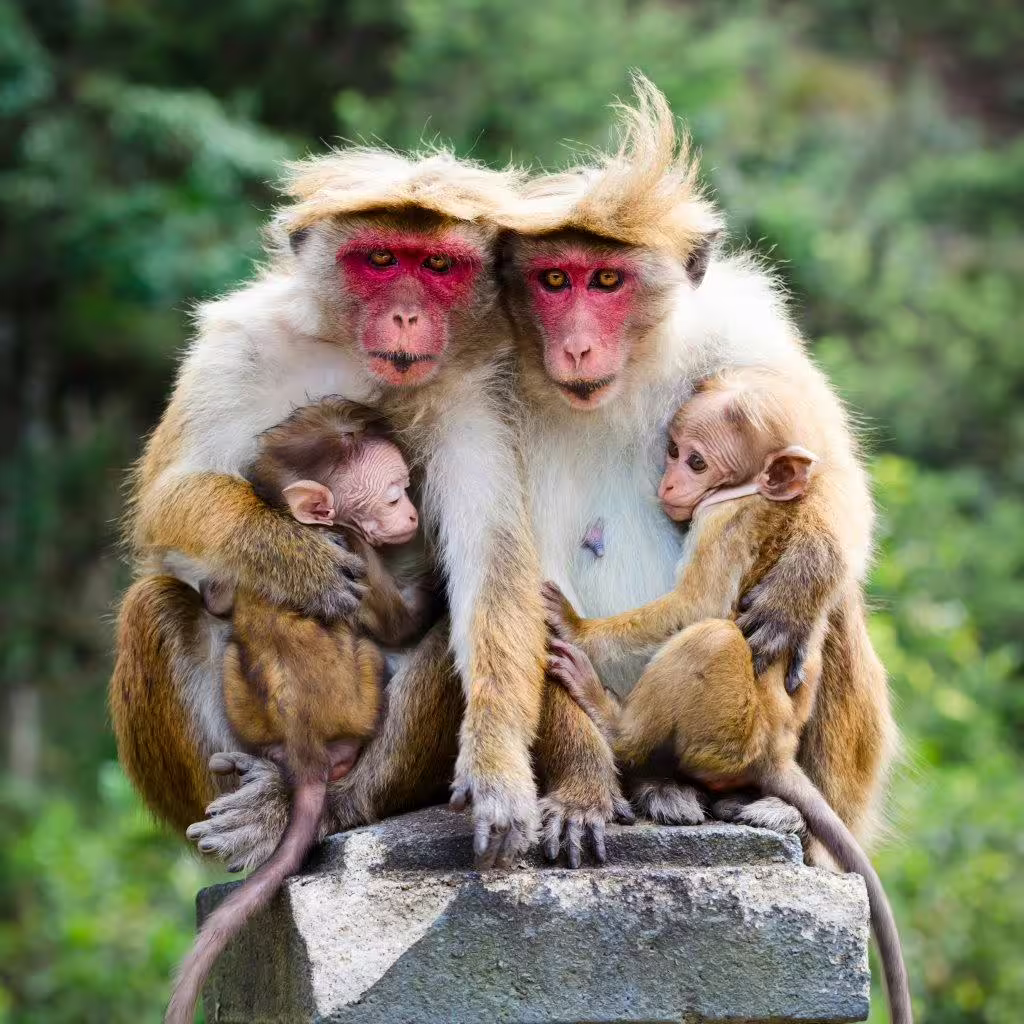 Family of monkeys perched on a stone with lush greenery, showcasing intimate wildlife encounters on a private tour.