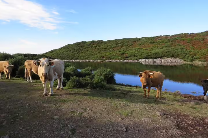 Cows grazing by a serene lake with lush green hills in Fanal, captured during a full-day 4x4 Jeep tour to Porto Moniz.