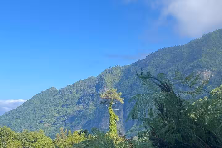 Lush green mountains near Fanal Forest on the West Madeira 4x4 expedition, with ferns and blue sky