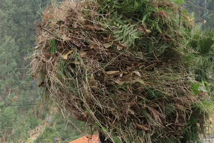 A traditional farmer carries a large bundle of dried plants, showcasing rural life during the Cabo Girão Skywalk and 4x4 Adventure tour.