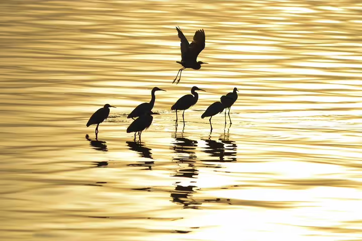Silhouetted wading birds at sunset over Lake Qarun, Fayoum full day bird watching tour and wildlife spotting