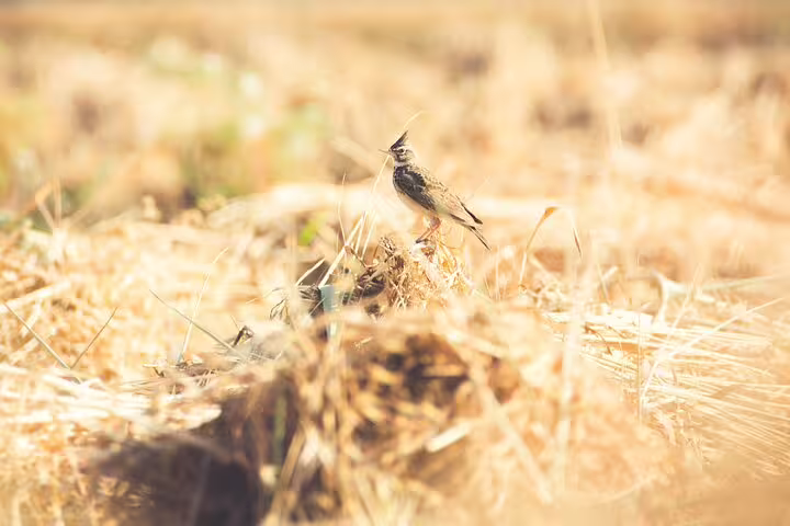 Small wild bird perched on dry reeds in Fayoum, ideal sighting on a full-day bird watching tour in Egypt