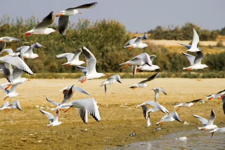 Flock of gulls flying over a lakeshore in Fayoum Oasis, Egypt, during a full day bird watching nature tour