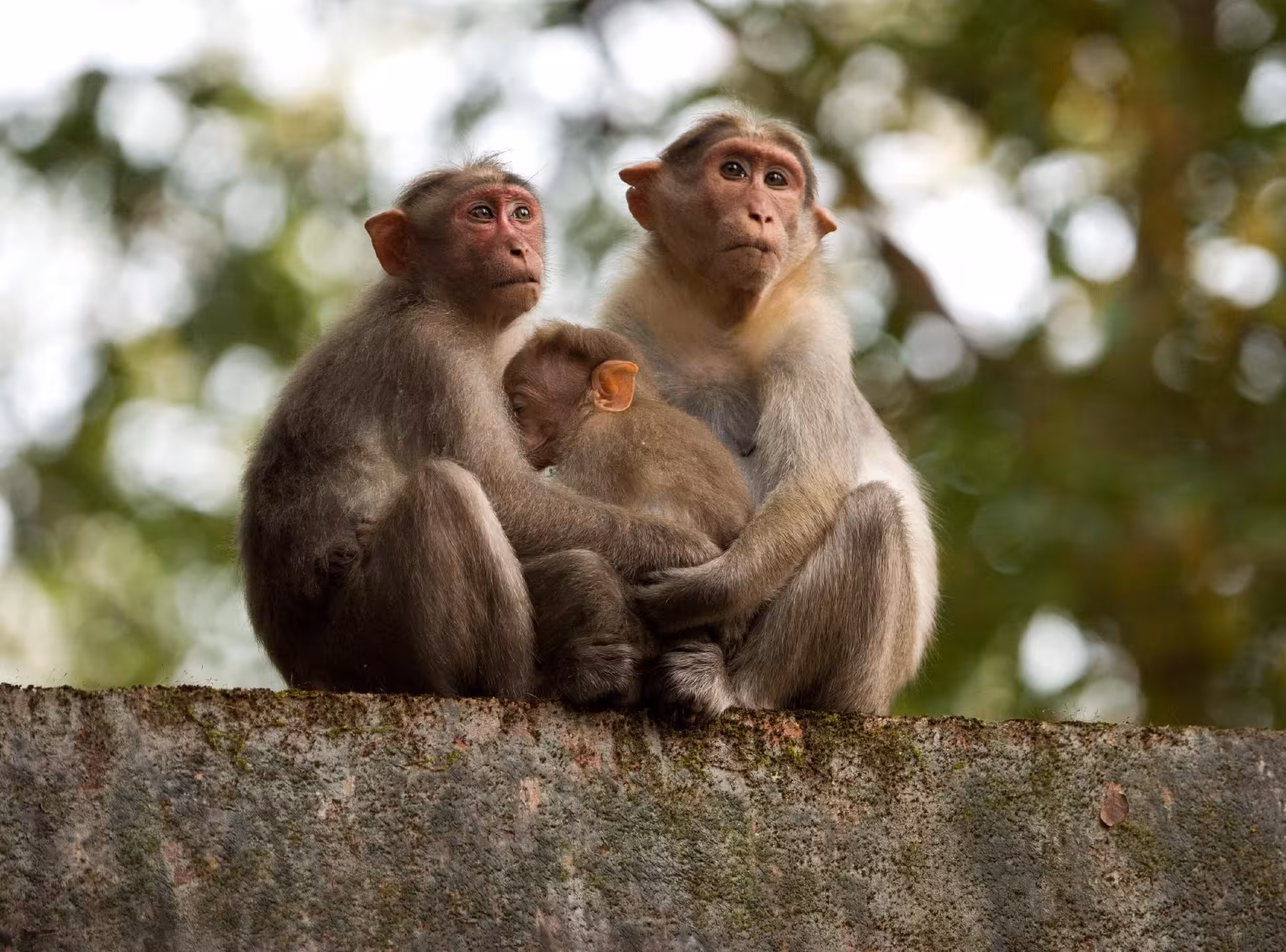 Three monkeys sitting closely on a stone wall, a common sight on the Fes to Merzouga desert tour.