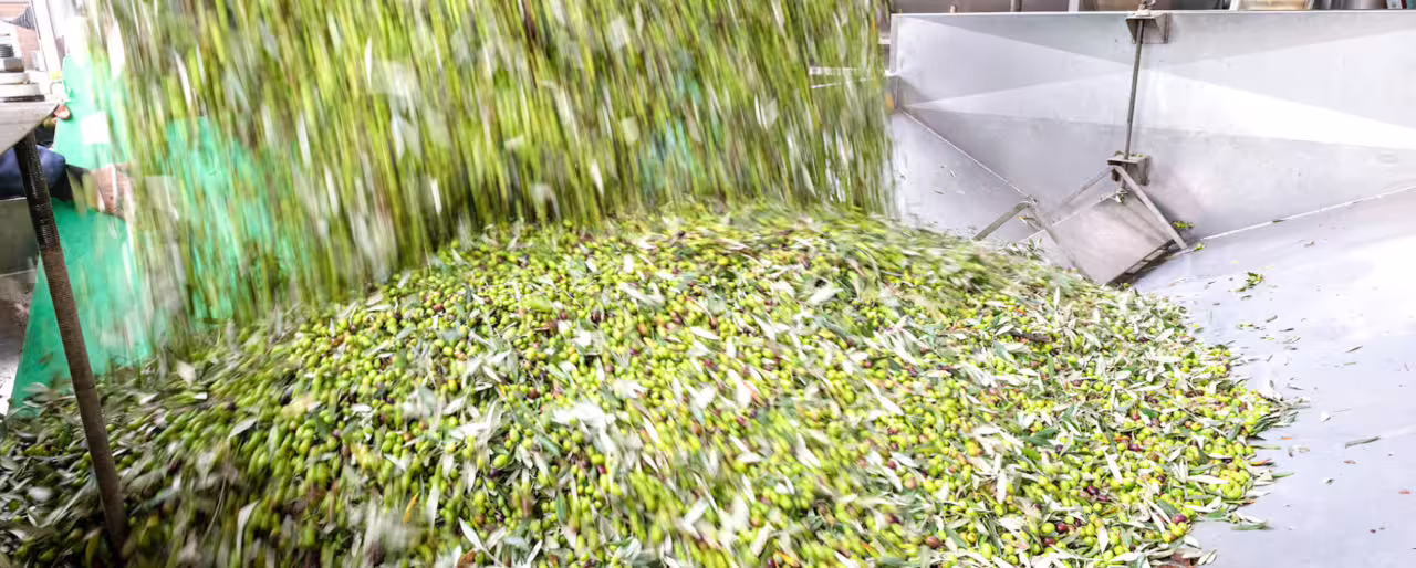 Freshly harvested olives pouring into mill hopper at Frantoio Buonamici during Fiesole Olio EVO tour