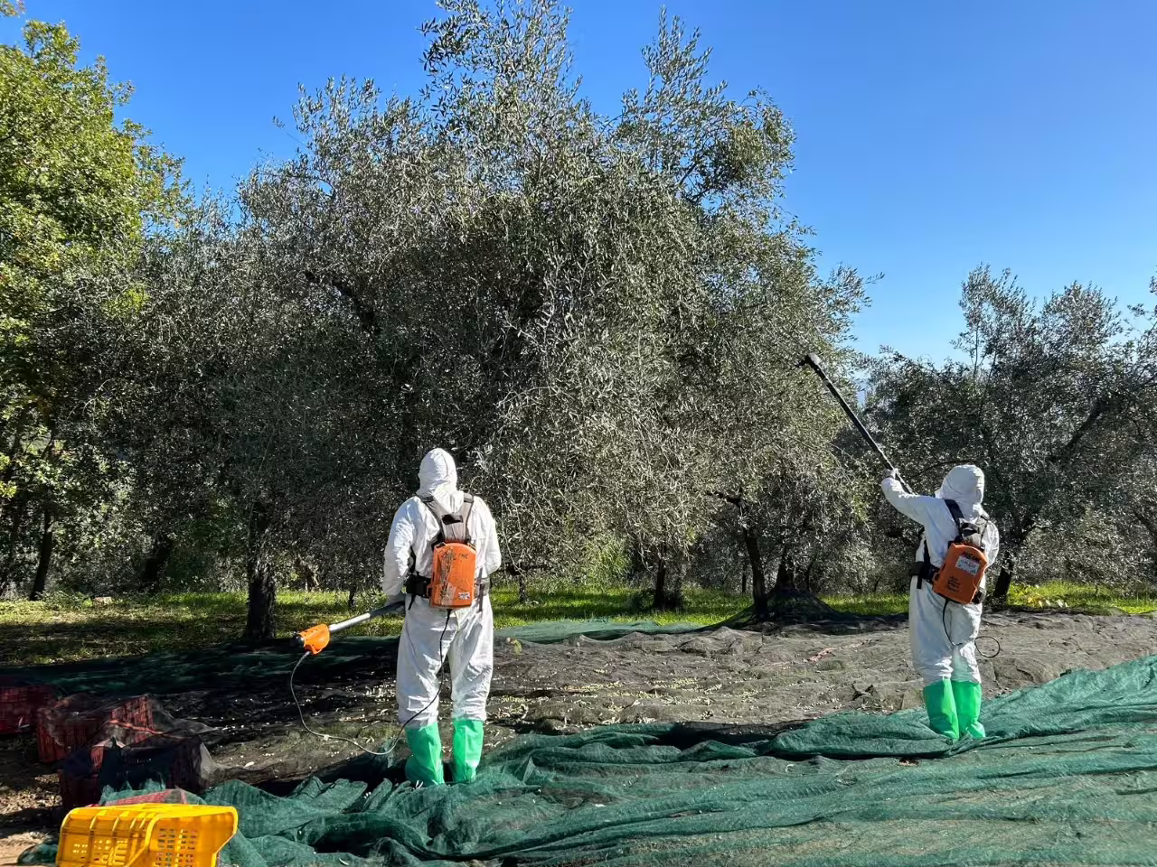 Olive harvest in Tuscan grove near Fiesole during Frantoio Buonamici Olio EVO Silver Experience tour and tasting