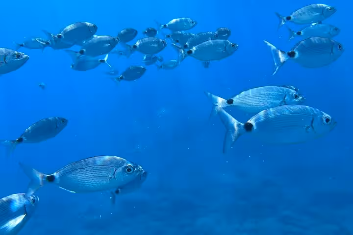 School of fish swimming in the crystal-clear waters of Cinque Terre during a dreamy boat tour.