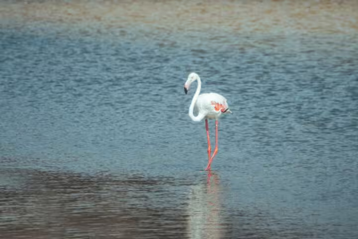 A lone flamingo wades through the serene waters of Purple Island, a highlight of the North Qatar Half-Day Tour.