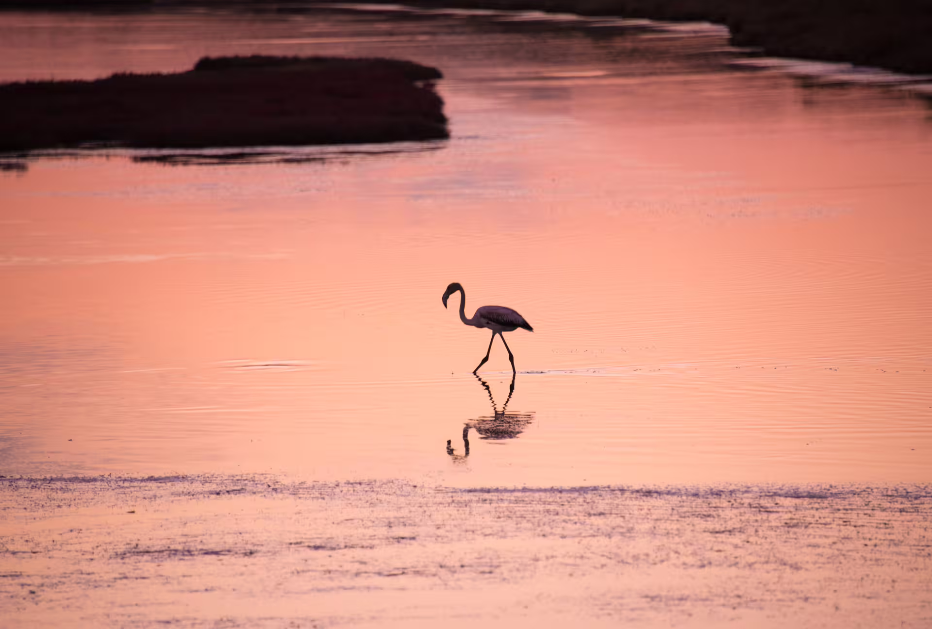 Flamingo wading at sunset in Gialova Lagoon near Navarino Bay, a highlight on the coastal hiking tour