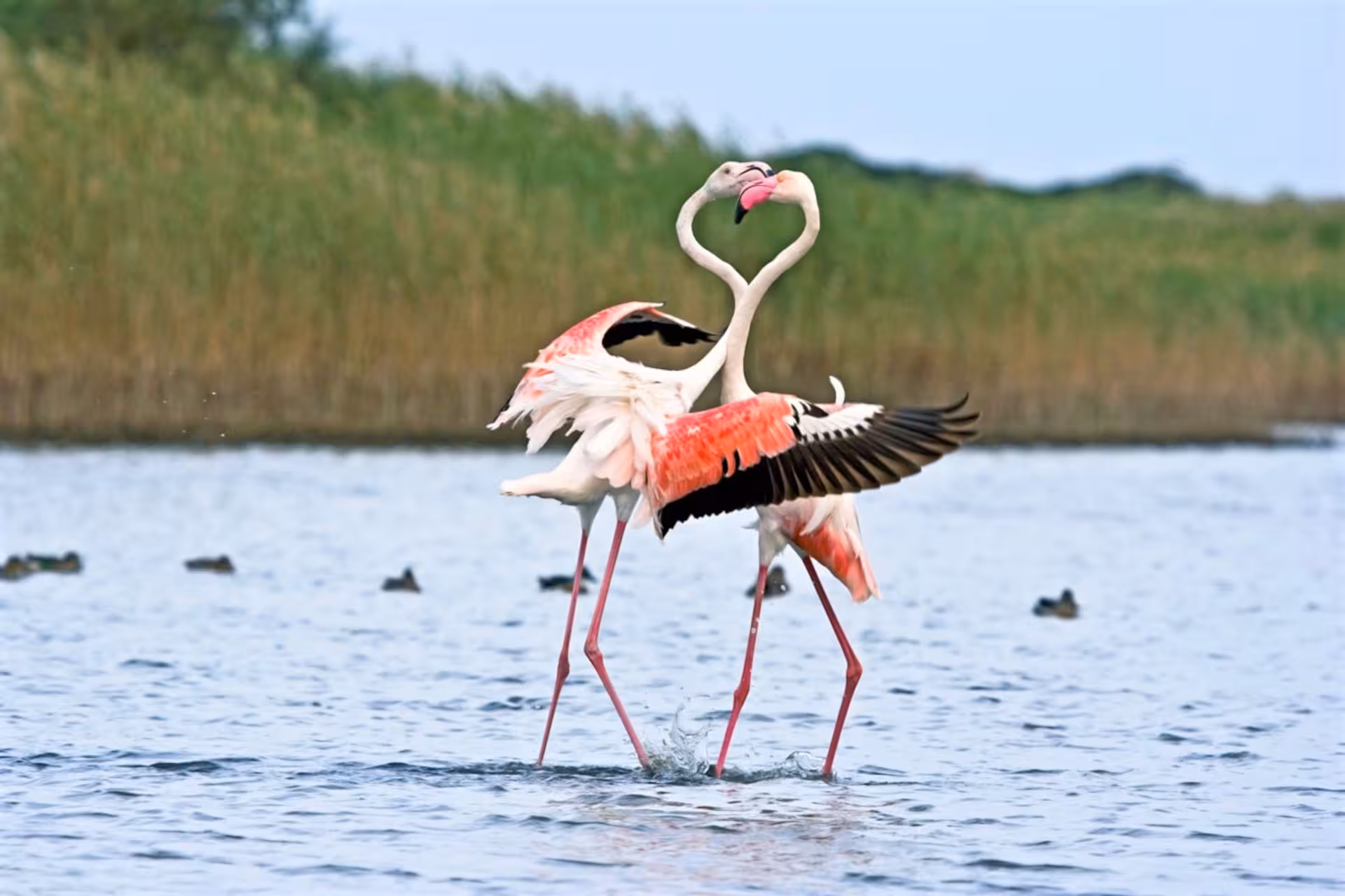 Two flamingos elegantly dancing in shallow waters surrounded by lush greenery in Chia, Sardinia.