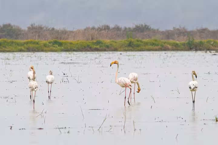Observe elegant flamingos in their natural habitat in Comporta, a highlight of the full-day tour from Lisbon.
