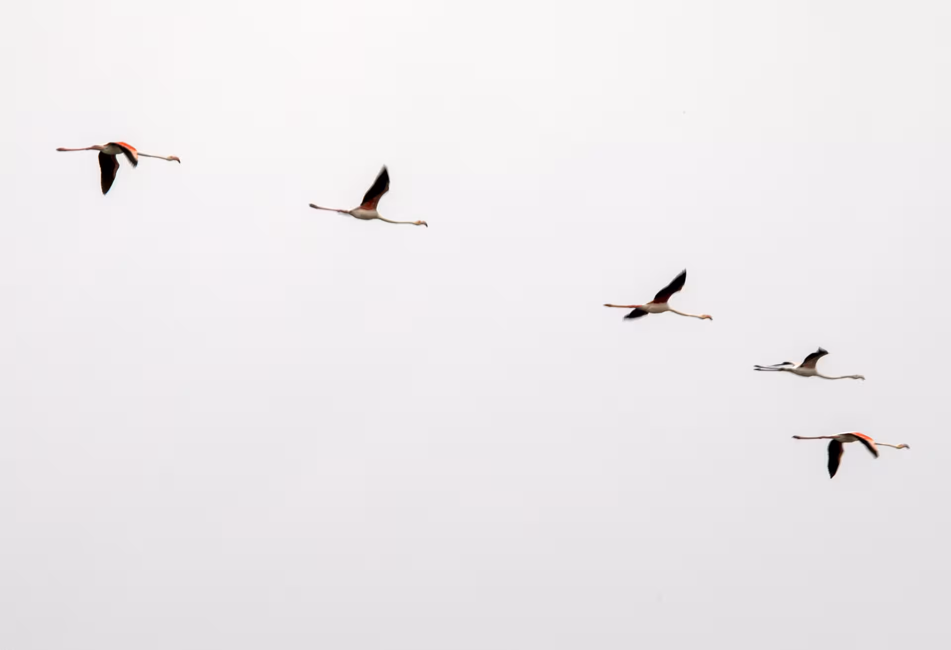Flock of flamingos in flight against a pale sky, ideal wildlife birdwatching tour for migratory birds