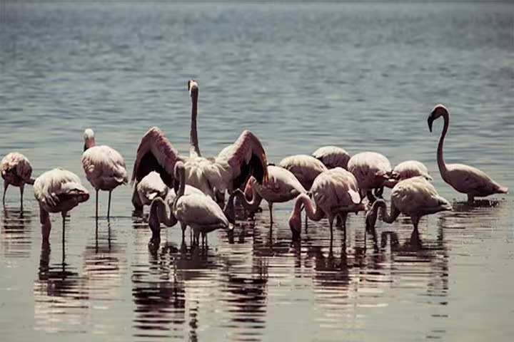 Group of flamingos wading in Lake Qarun, Fayoum, a highlight of the full-day bird watching tour