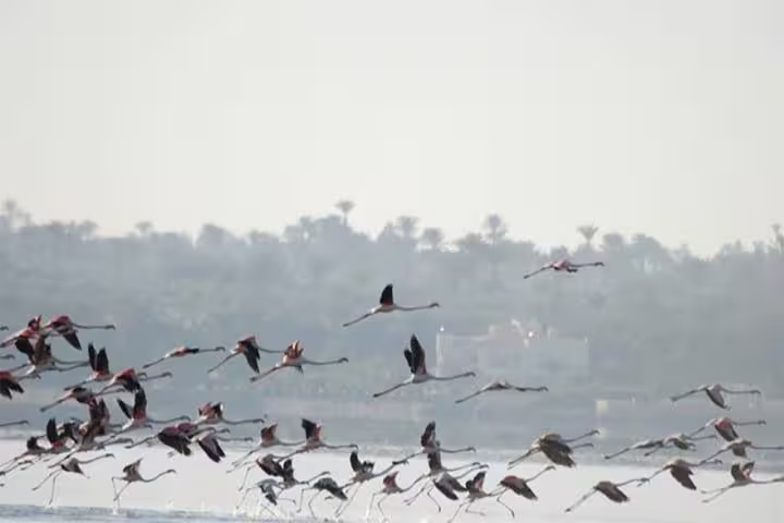 Flock of flamingos flying over Lake Qarun, Fayoum, on full-day bird watching tour from Cairo