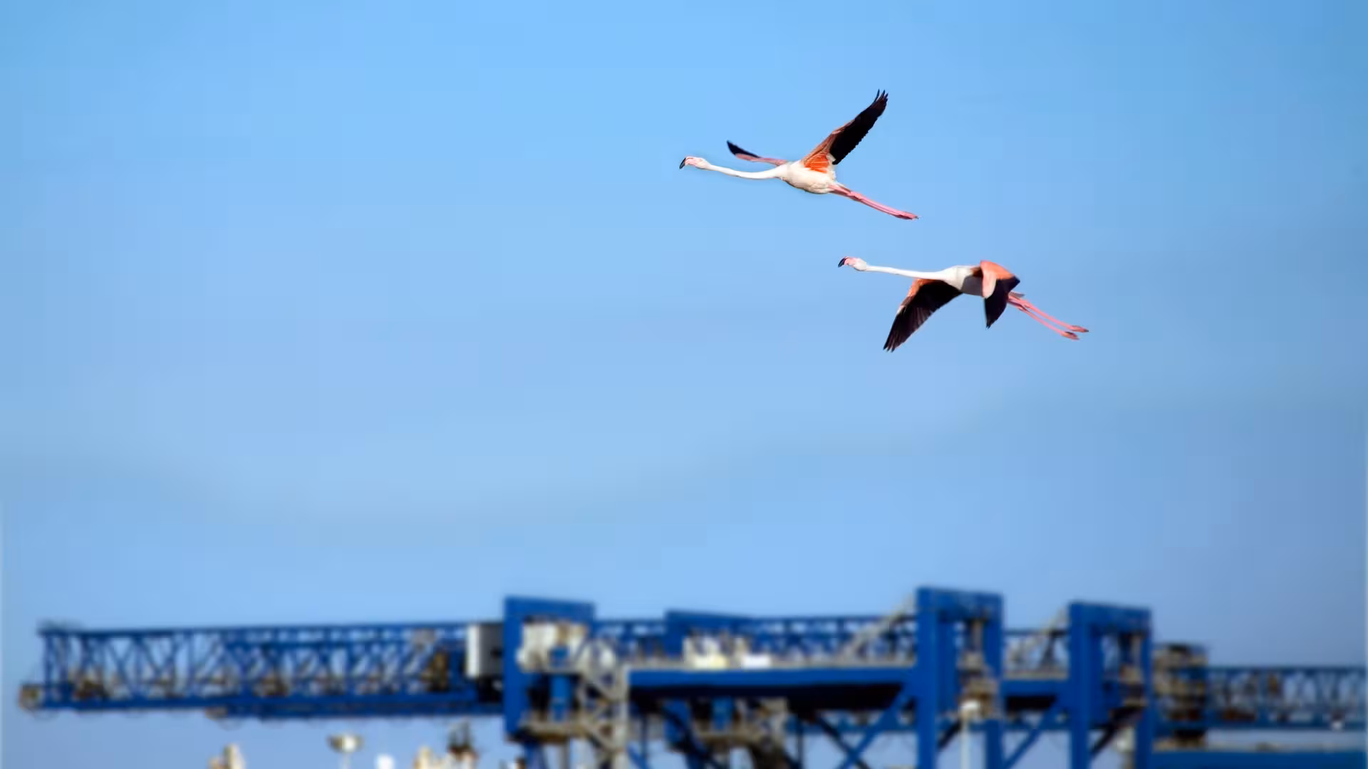 Two flamingos gracefully flying over the historic Nora site with a clear blue sky in Cagliari, Sardinia.