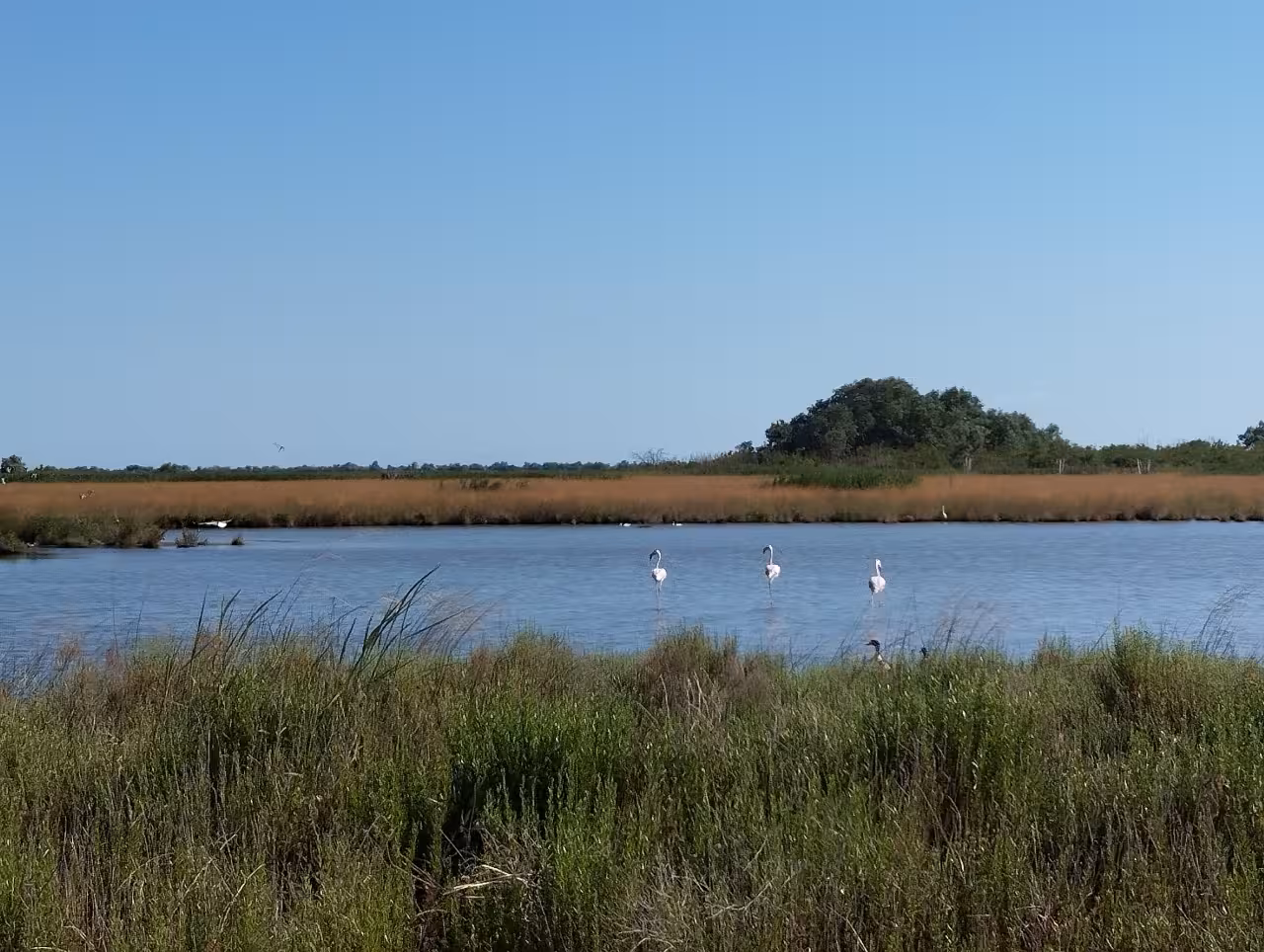 Flamingos wading in Po Delta lagoon marshes, scenic nature stop on Isola dell’Amore boat tour