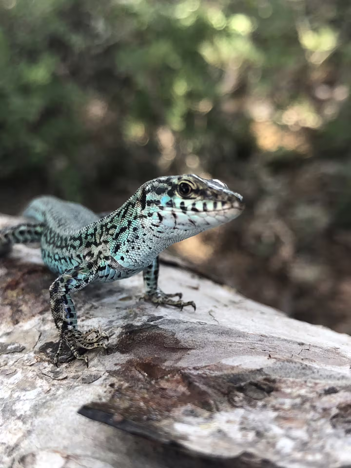 Close-up of Formentera lizard on a rock during Ibiza to Formentera day trip by bike with ferry and transfer
