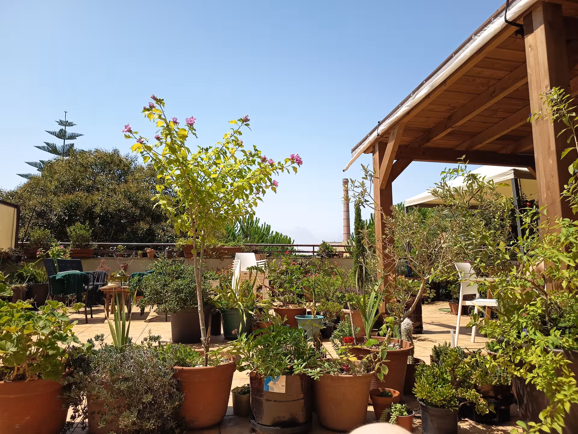 A sunlit terrace garden in Porto, featuring lush potted plants and a wooden pergola, ideal for a Francesinha cooking tour.