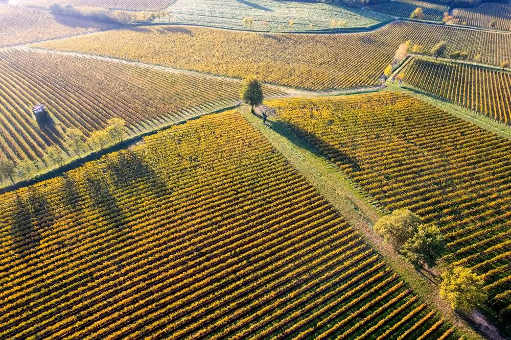 Aerial view of lush Franciacorta vineyards, showcasing vibrant rows of grapevines under a clear blue sky in Italy.