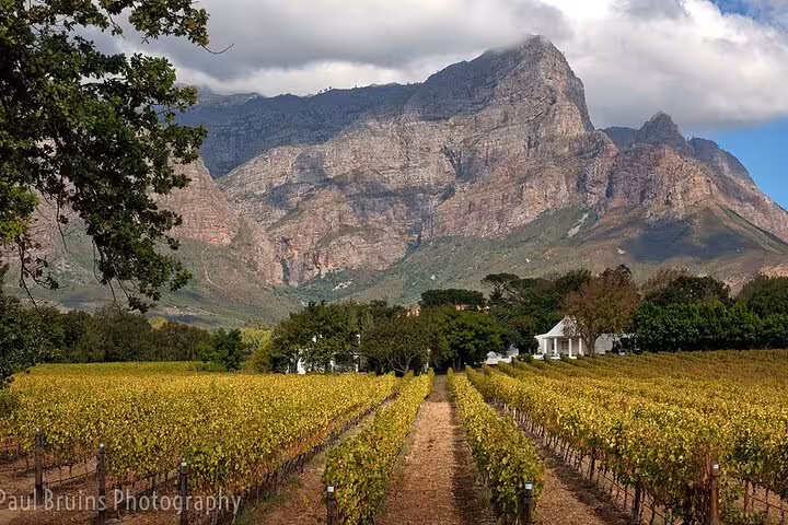 Scenic view of lush vineyards and majestic mountains on the Franschhoek Wine Tram tour from Cape Town.