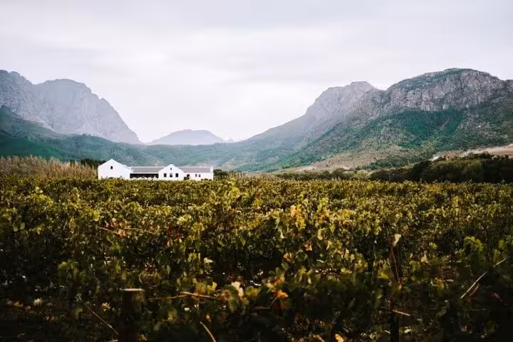 Expansive vineyard with a quaint white winery set against the backdrop of majestic Franschhoek mountains.