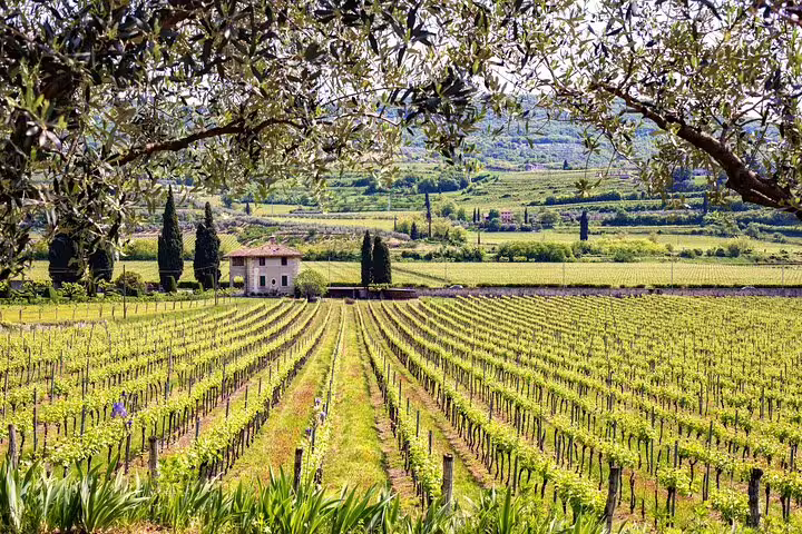 Vibrant Frascati vineyard landscape with lush grapevines, perfect for a private day trip including lunch and wine tasting.