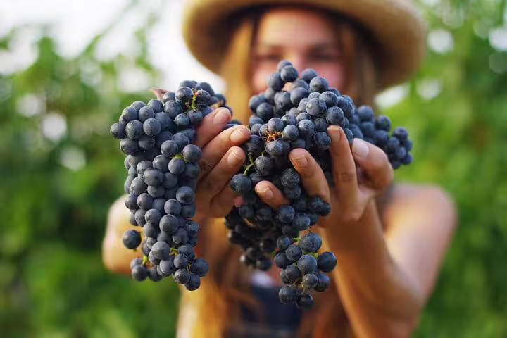 A woman holds ripe grape bunches in a vineyard, highlighting the Frascati wine tasting and lunch day trip experience.