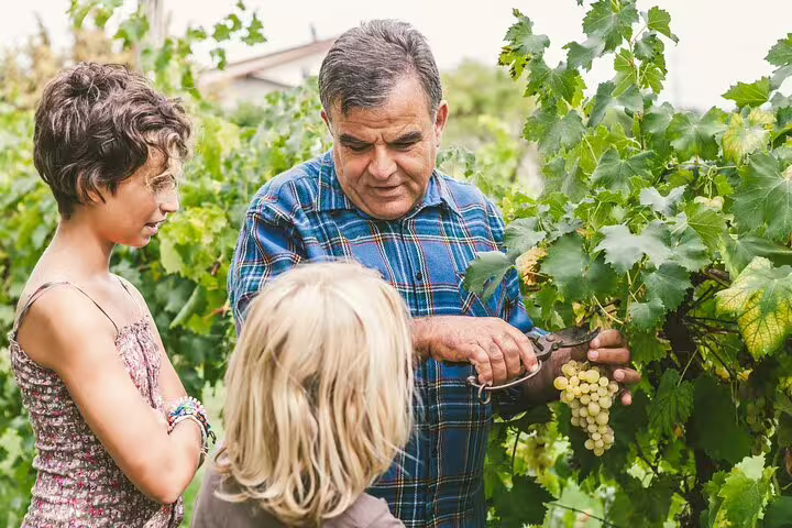 A guide explains grape harvesting to tourists in a lush Frascati vineyard during a private day trip with wine tasting.