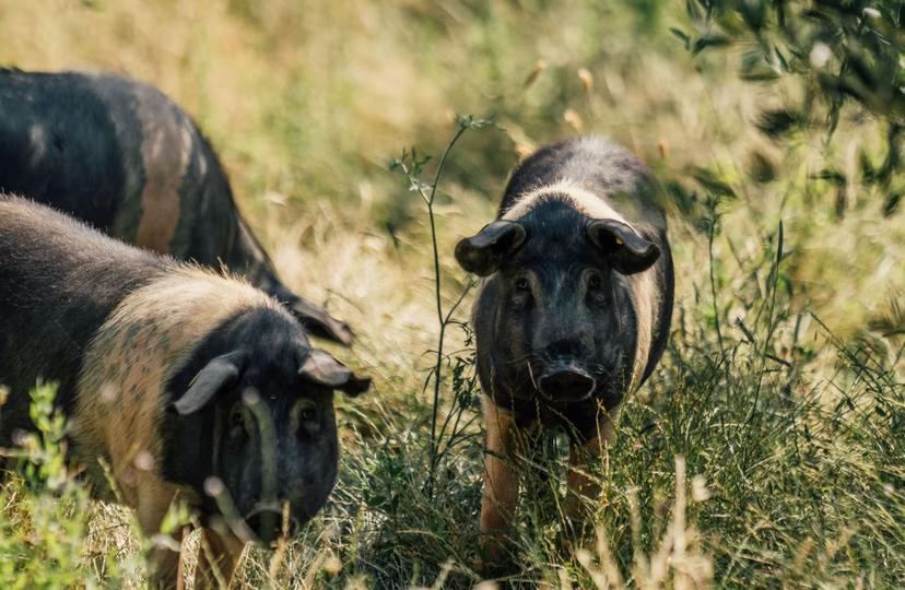 Free-range pigs graze in a sunny Tuscan meadow, part of the cured meat tour near Pisa and Livorno.